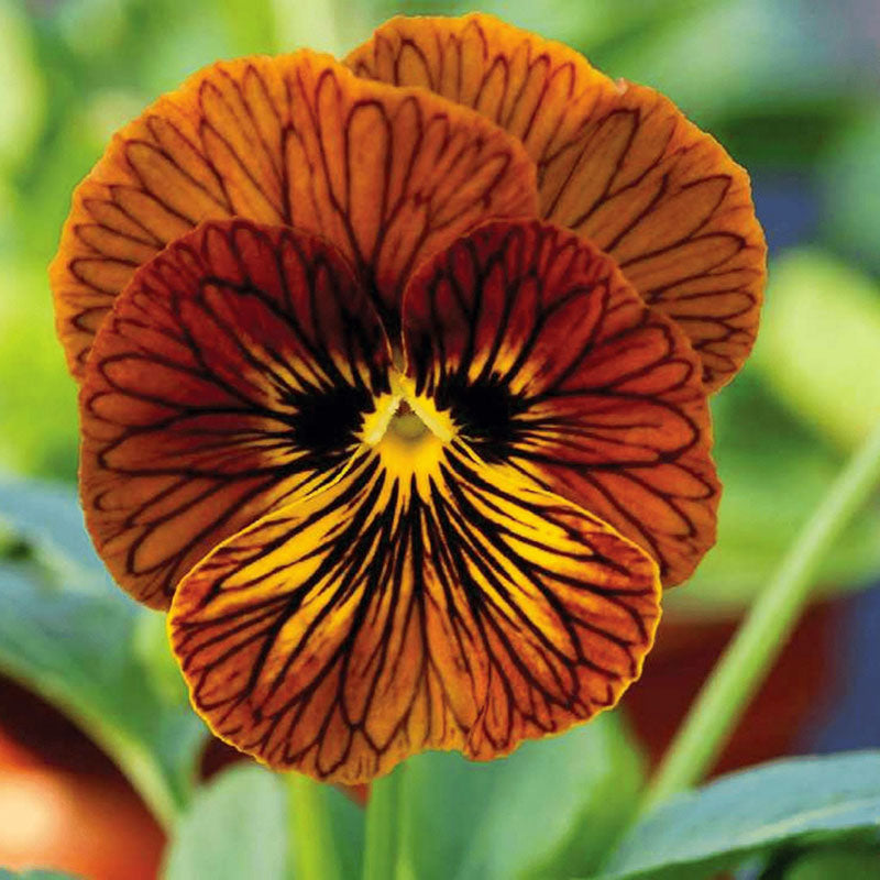 Viola Angel Tiger Eye Red F1 Seed