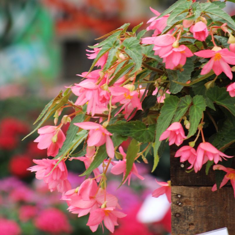 Begonia Funky Pink F1 Seed