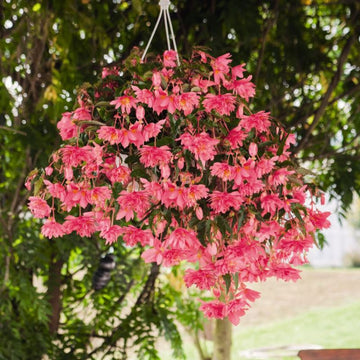 Begonia Funky Pink F1 Seed