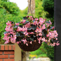 Begonia Megawatt Bronze Leaf Pink F1 Seed