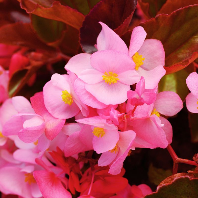 Begonia Megawatt Bronze Leaf Pink F1 Seed