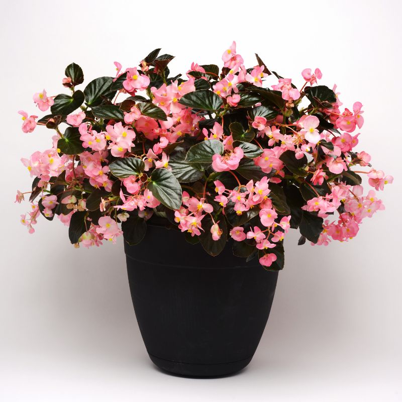 Begonia Megawatt Bronze Leaf Pink F1 Seed