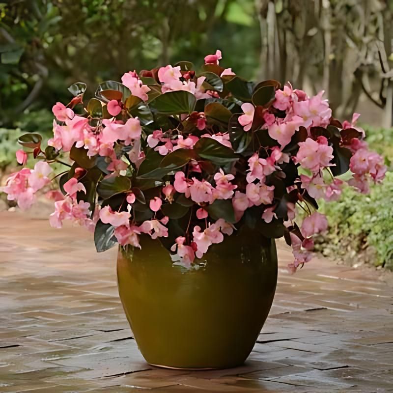 Begonia Megawatt Bronze Leaf Pink F1 Seed