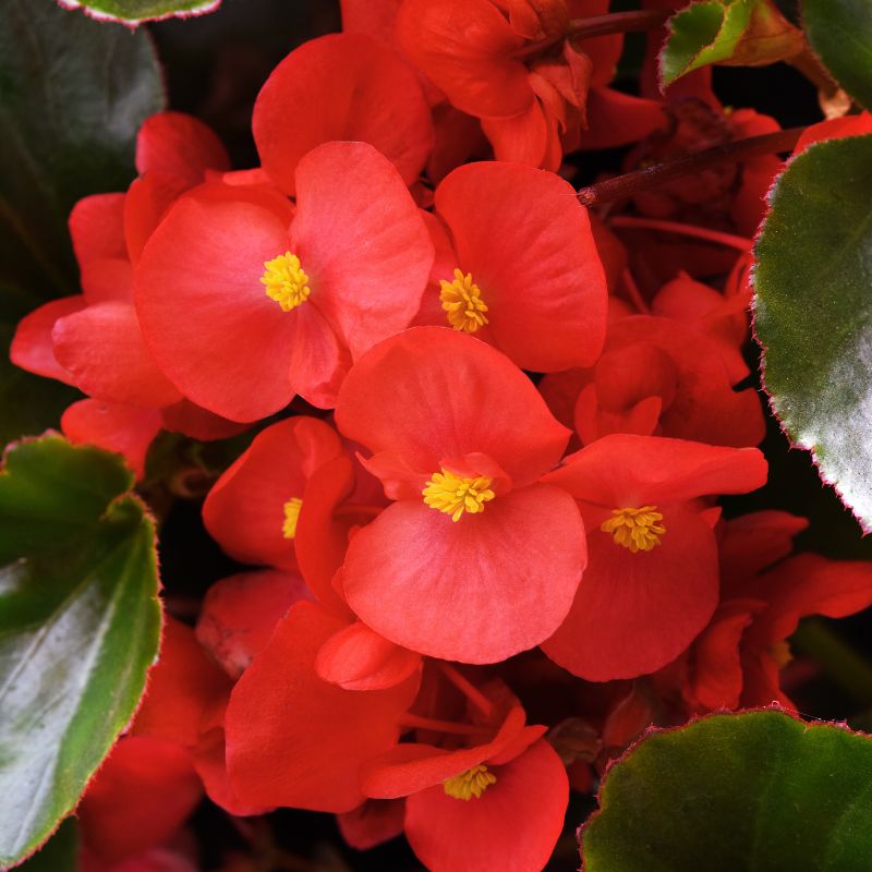 Begonia Megawatt Green Leaf Red F1 Seed