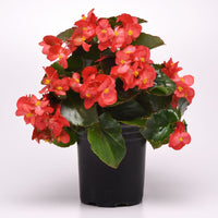 Begonia Megawatt Green Leaf Red F1 Seed