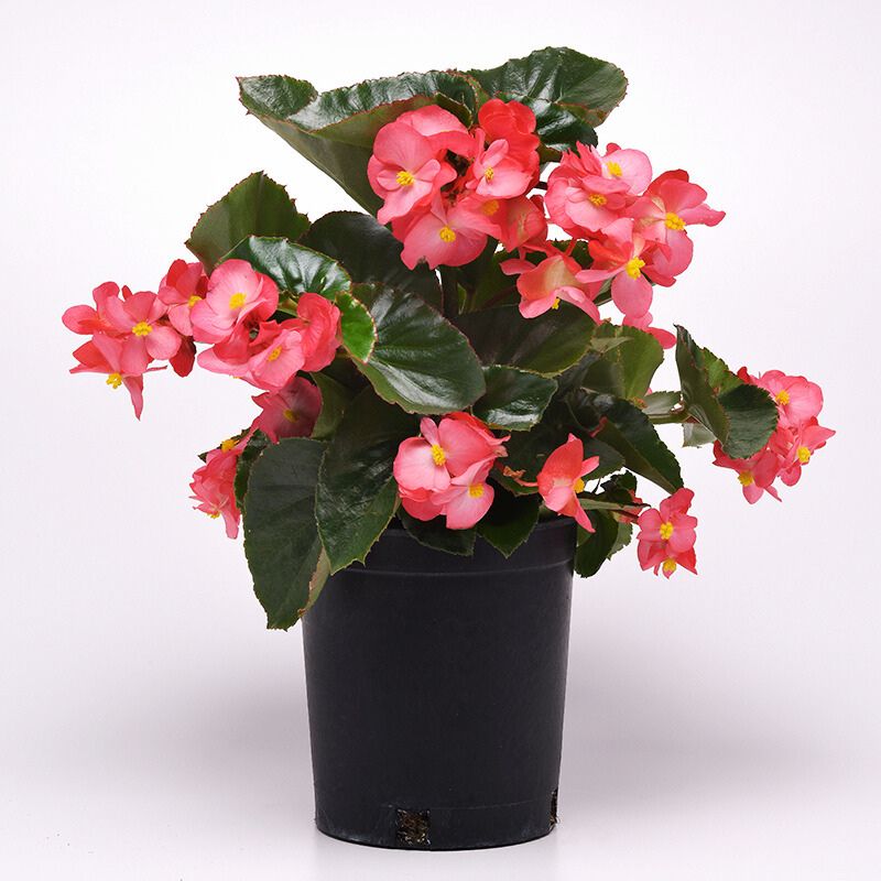 Begonia Megawatt Green Leaf Rose F1 Seed