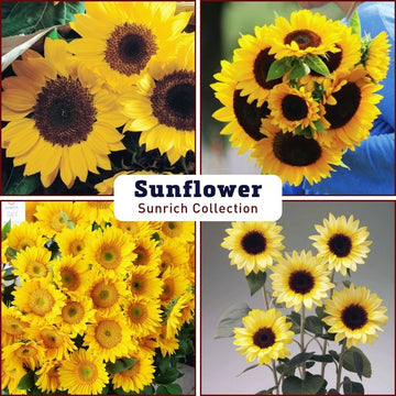 Sunflower Sunrich Collection F1 Seed