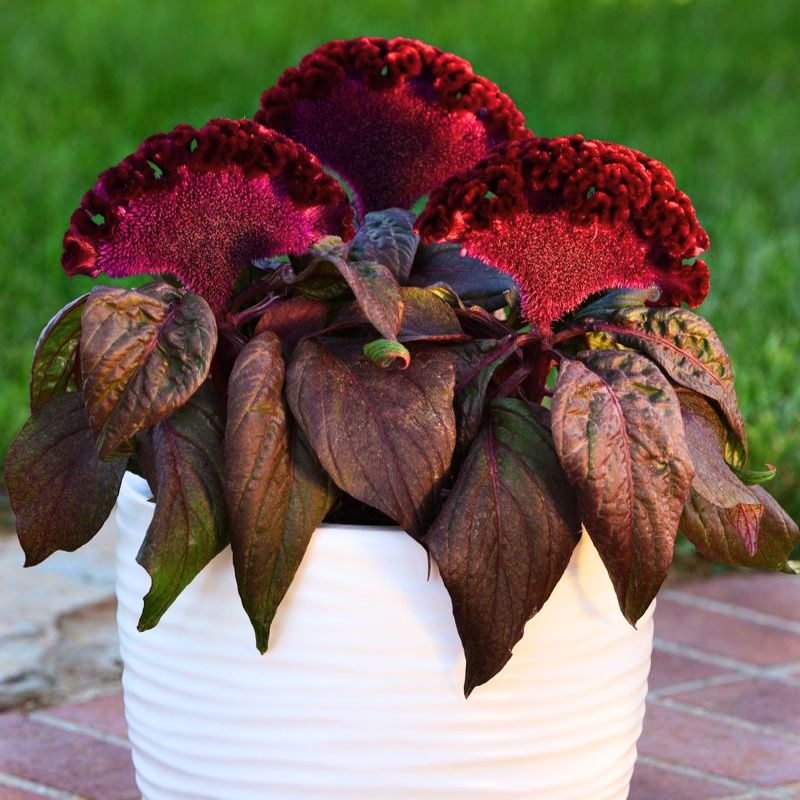 Celosia Dracula Seed