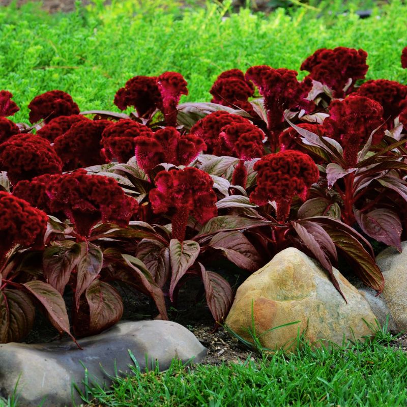 Celosia Dracula Seed