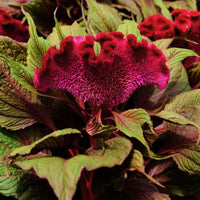 Celosia Dracula Seed