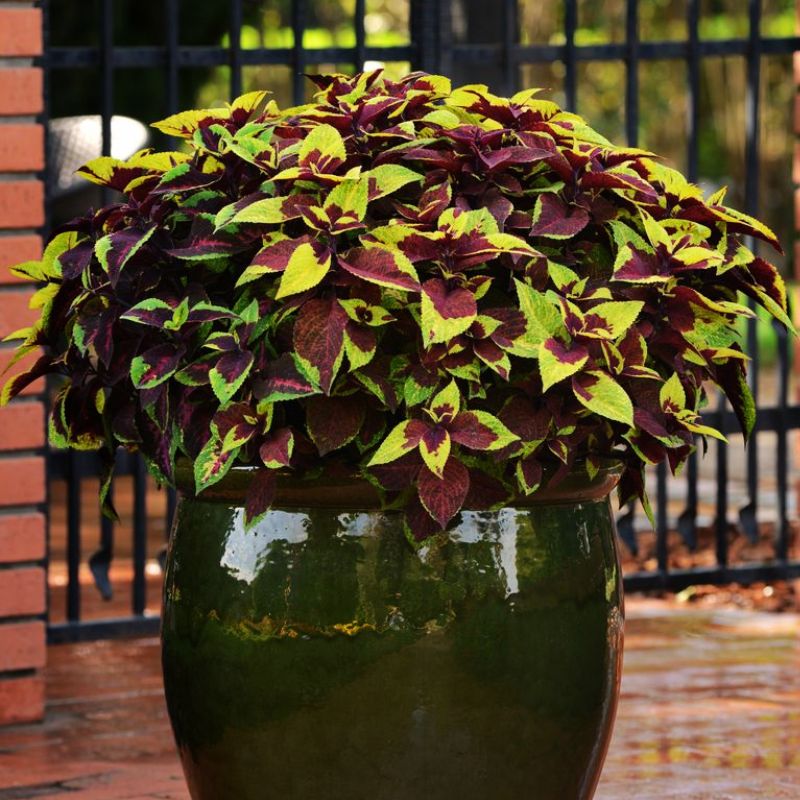 Coleus Pineapple Surprise Seed