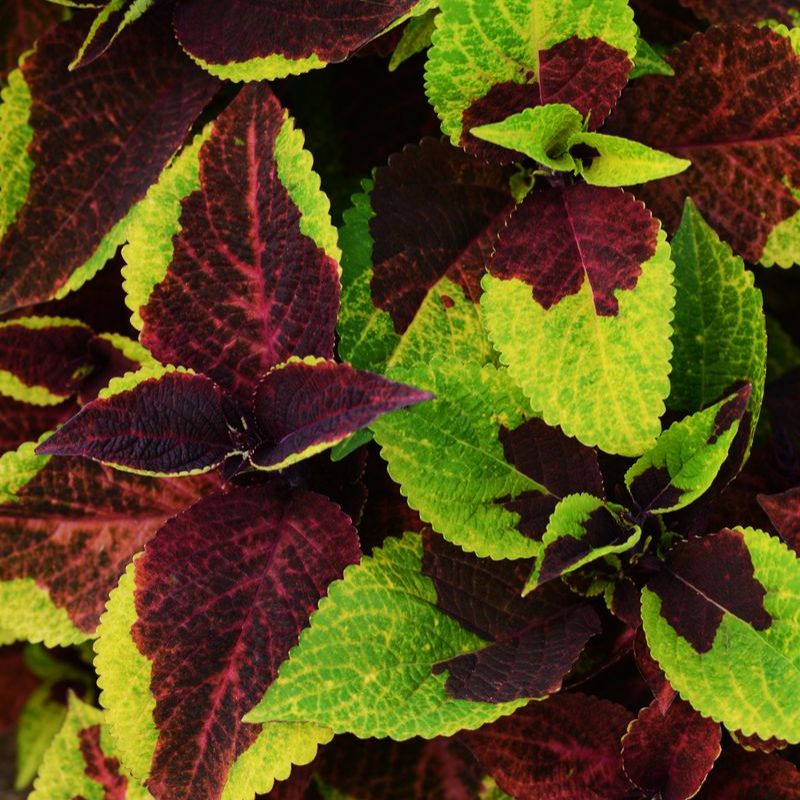 Coleus Pineapple Surprise Seed