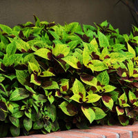 Coleus Pineapple Surprise Seed