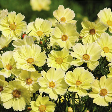 Cosmos Xanthos Seed