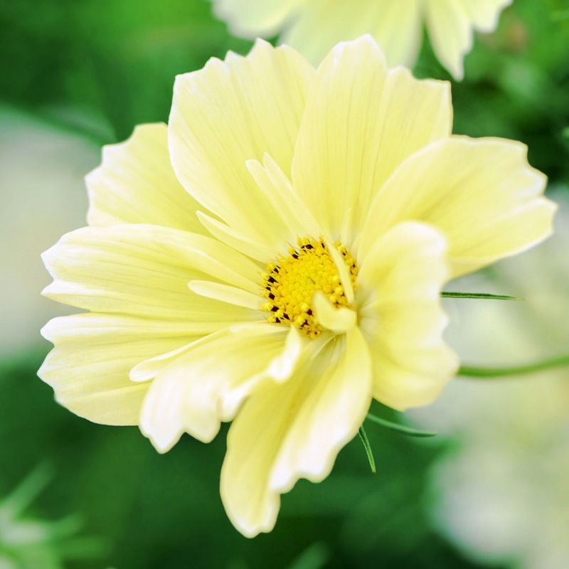 Cosmos Xanthos Seed