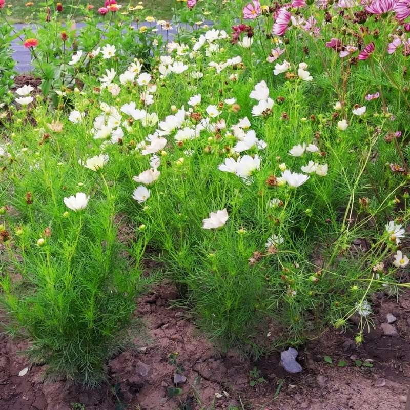 Cosmos Xanthos Seed