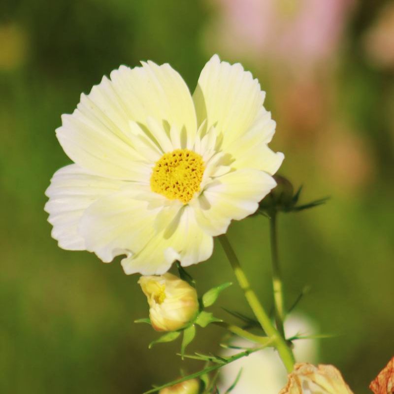 Cosmos Xanthos Seed