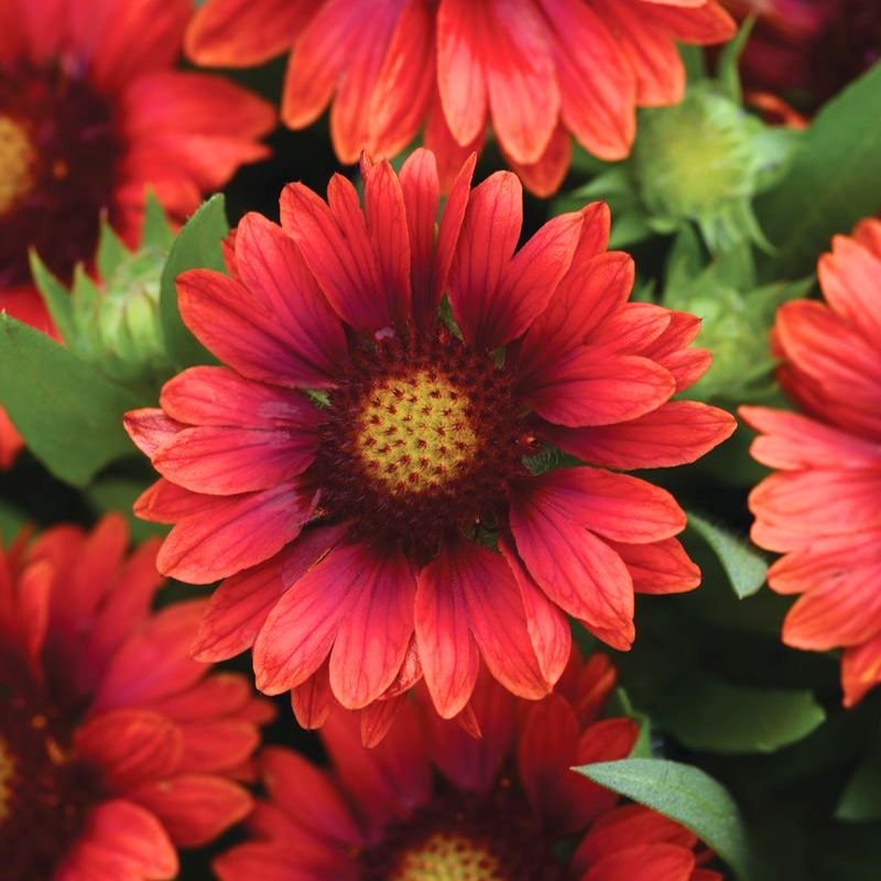 Gaillardia Mesa Red F1 Seed