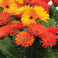 Gerbera Majorette Mix F1 Seed