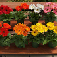 Gerbera Majorette Mix F1 Seed