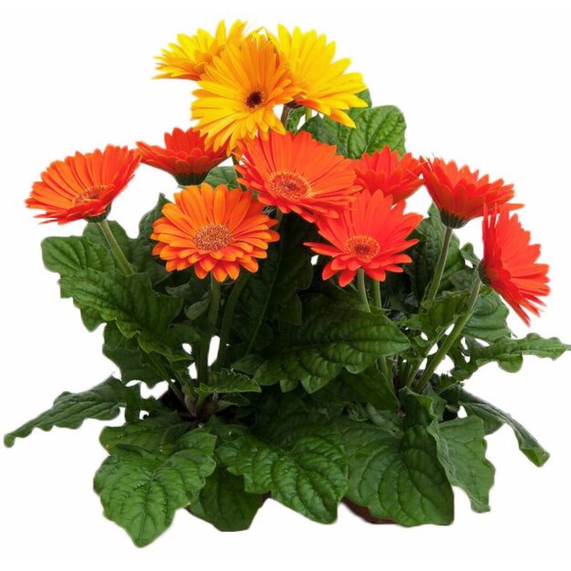 Gerbera Majorette Mix F1 Seed