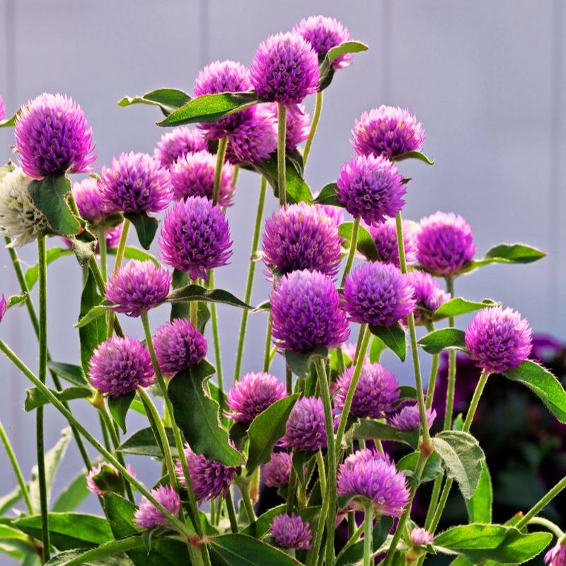 Gomphrena Ping Pong Lavender Seed