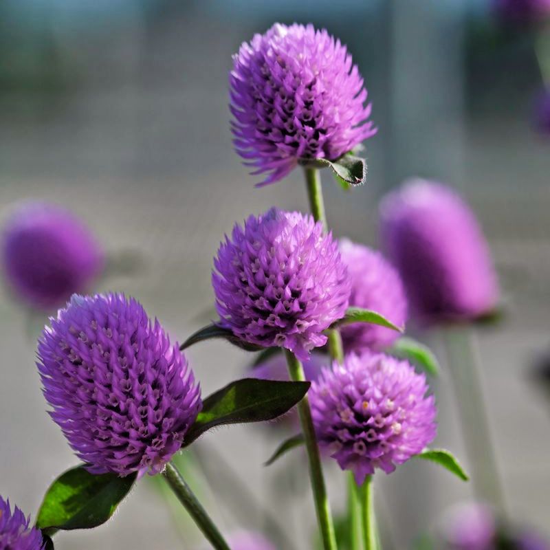 Gomphrena Ping Pong Lavender Seed