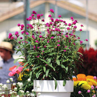 Gomphrena Ping Pong Purple Seed