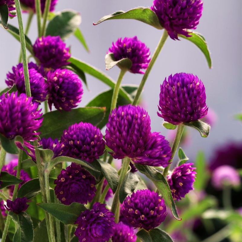 Gomphrena Ping Pong Purple Seed