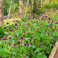 Gomphrena Ping Pong Purple Seed