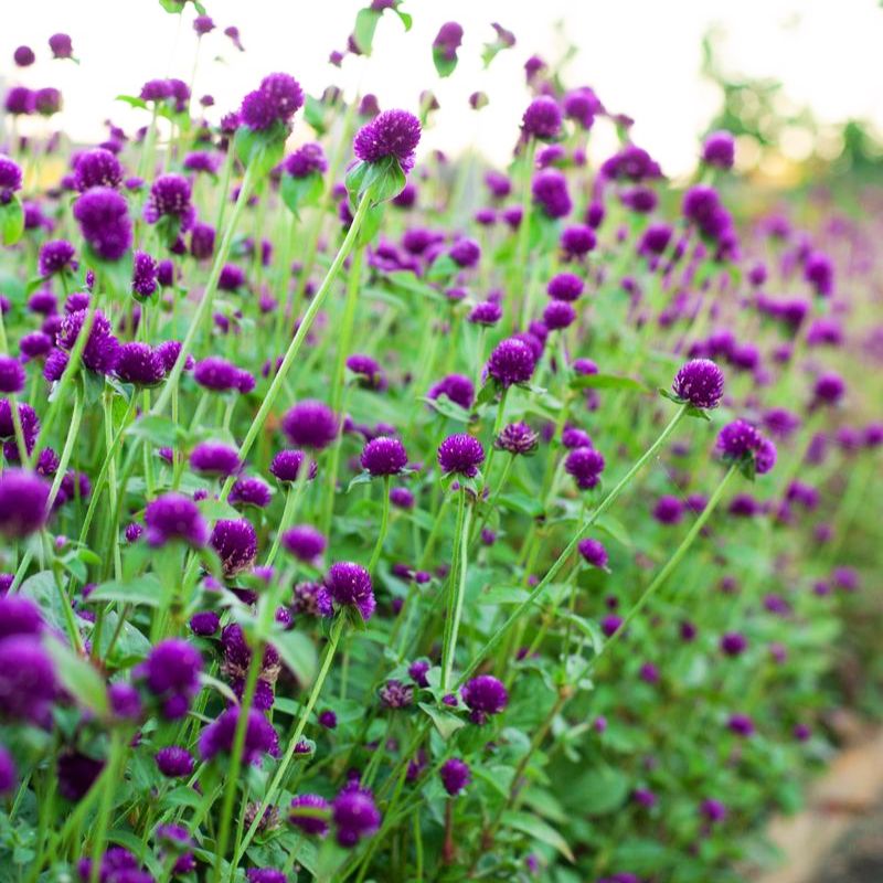 Gomphrena Ping Pong Purple Seed