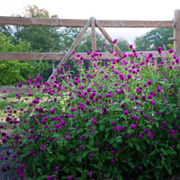 Gomphrena Ping Pong Purple Seed