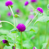 Gomphrena Ping Pong Purple Seed