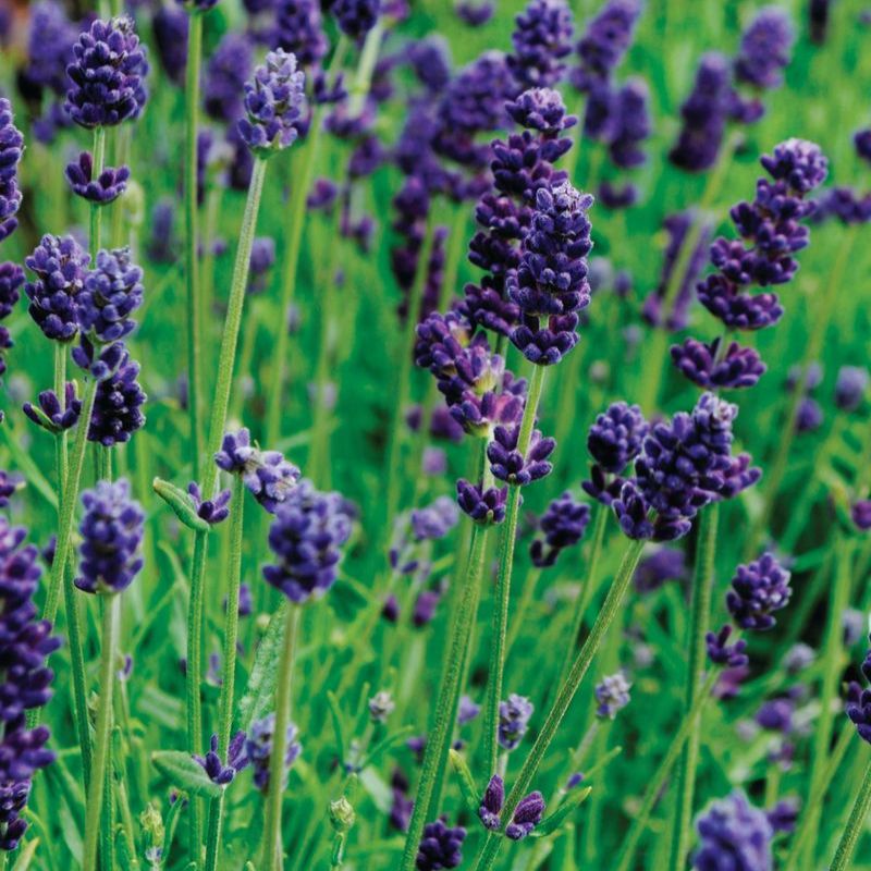 Lavender Lavance Deep Purple Seed