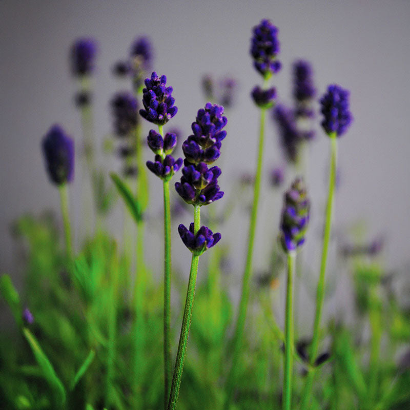 Lavender Lavance Deep Purple Seed