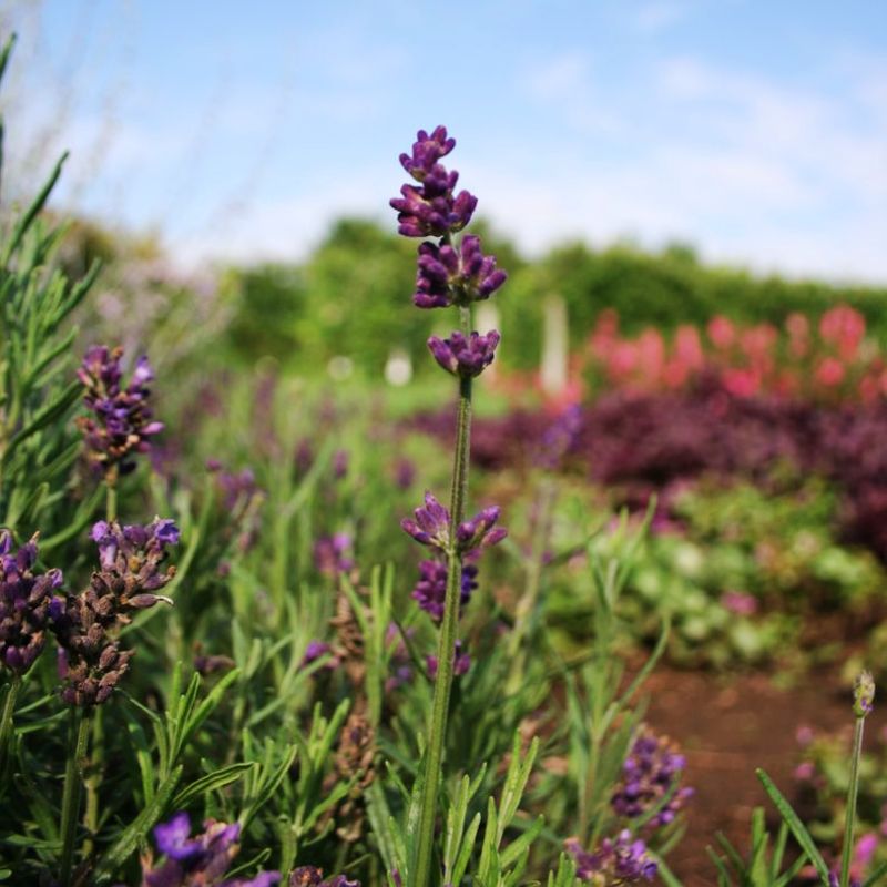 Lavender Lavance Deep Purple Seed