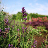 Lavender Lavance Deep Purple Seed