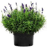 Lavender Lavance Deep Purple Seed