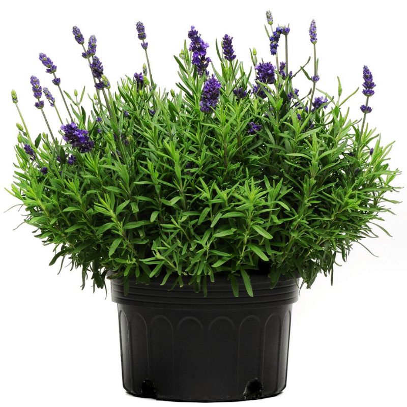 Lavender Lavance Deep Purple Seed