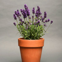 Lavender Lavance Deep Purple Seed