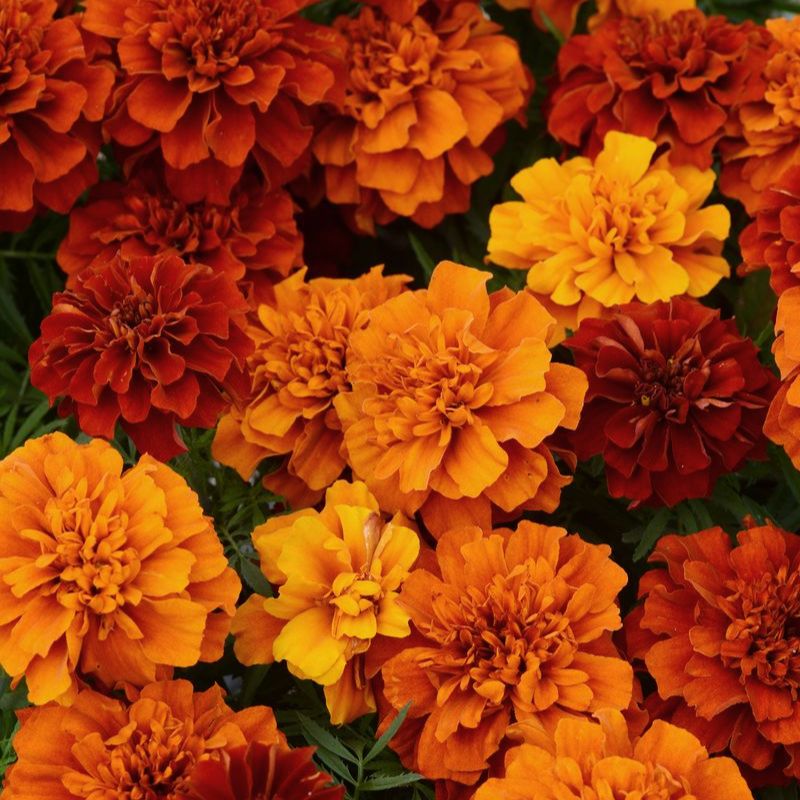 Marigold New World Fireball Seed