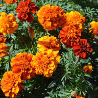 Marigold New World Fireball Seed