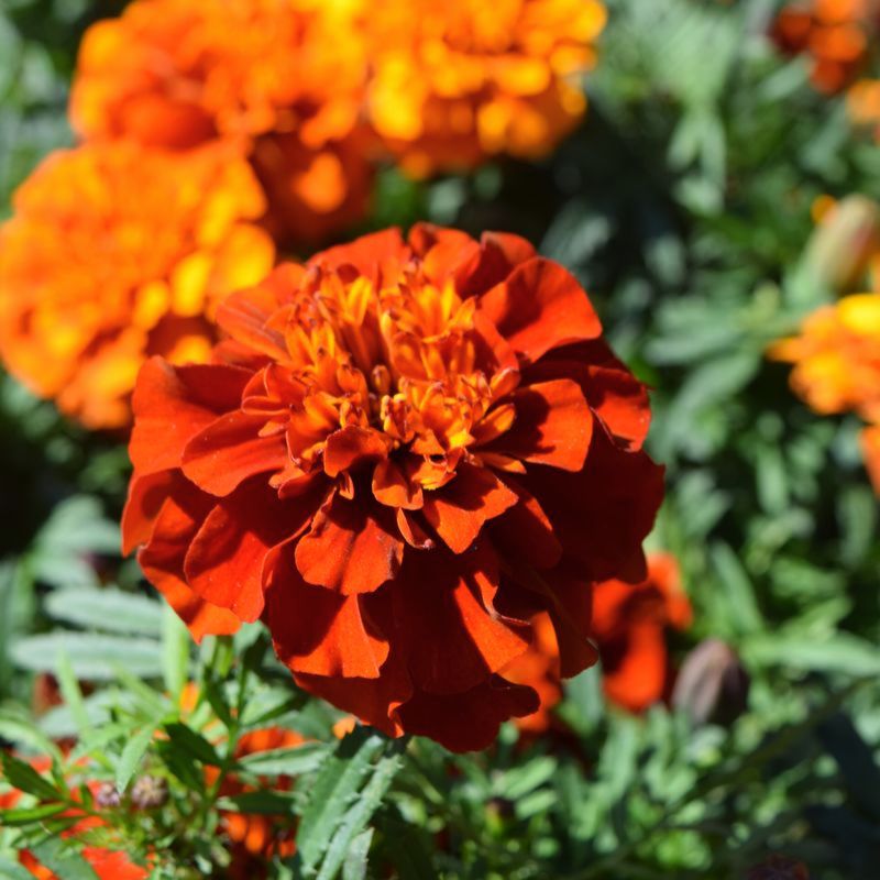 Marigold New World Fireball Seed