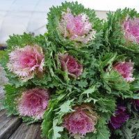 Ornamental Kale Crane Feather King F1 Seed