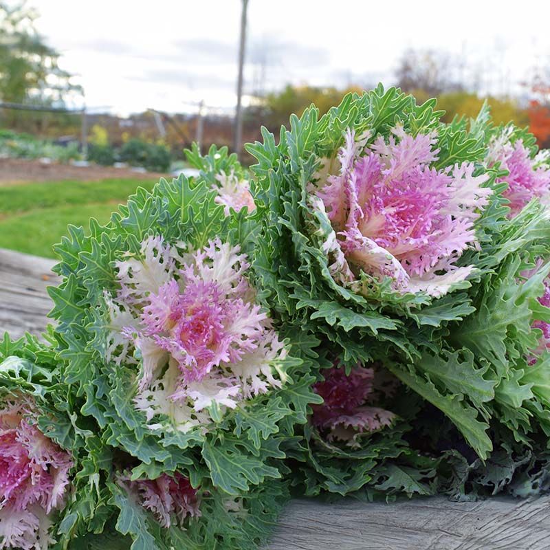 Ornamental Kale Crane Feather King F1 Seed