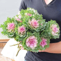 Ornamental Kale Crane Feather King F1 Seed