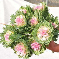 Ornamental Kale Crane Feather King F1 Seed