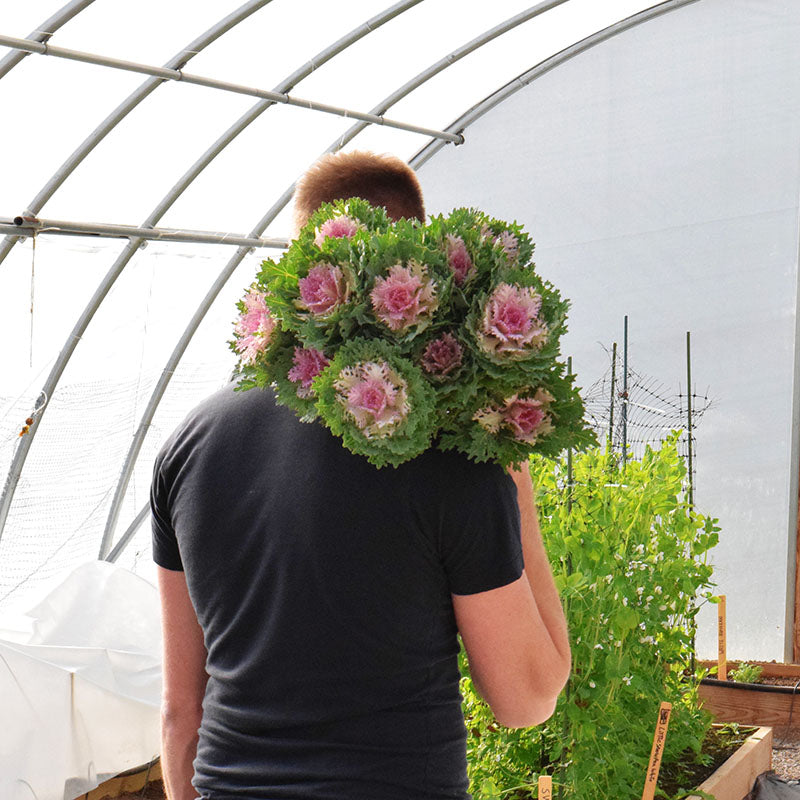 Ornamental Kale Crane Feather King F1 Seed