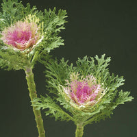 Ornamental Kale Crane Feather King F1 Seed