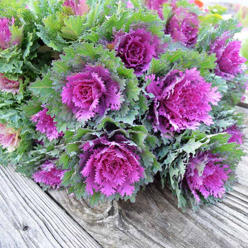 Ornamental Kale Crane Feather Queen F1 Seed